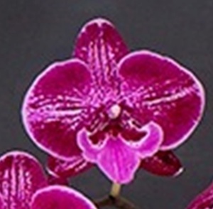 Phal. I-Hsin Red Peach '2674'