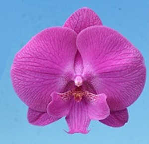 Phal. I-Hsin Flaming Annie