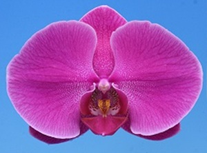 Phal. I-Hsin Lou '2432'
