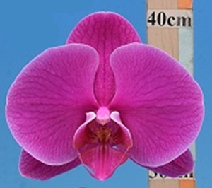 Phal. I-Hsin Rosy Dawn