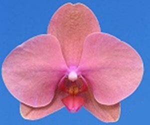 Phal. I-Hsin Phoenix Jewelry '2626'