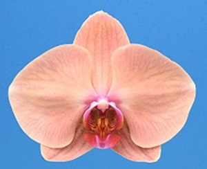 Phal. I-Hsin Melon