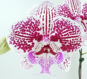 Phal. Tying Shin Thor '316'