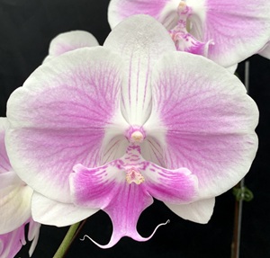 Phal. Charming '1231'