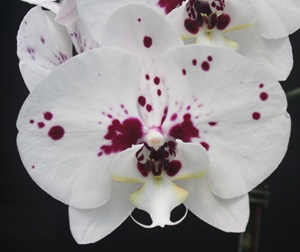 Phal. Charming '1301'
