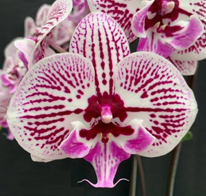 Phal. Charming '1310'