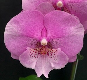 Phal. Charming '1316'