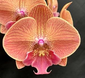 Phal. Charming '1410'