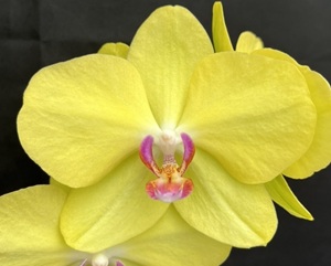 Phal. Charming '1466'