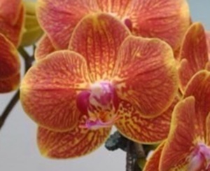 Phal. Taisuco 'BA8006'