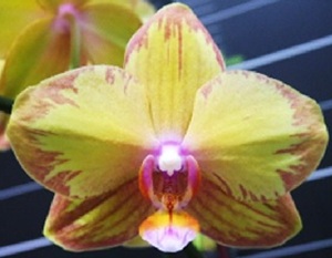 Phal. Chi Yueh 'YM78'