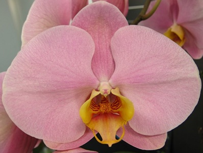 Phal. Chi Yueh 'PL59'