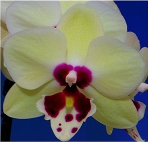 Phal. Tying Shin '2979'