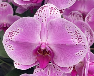 Phal. Clone '727'