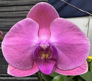 Phal. Ben Yu '5731'
