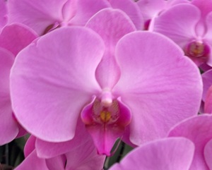 Phal. Colorfulcloud 'BLM13'