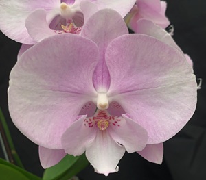 Phal. Charming '1322'