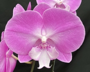 Phal. Charming '1352'