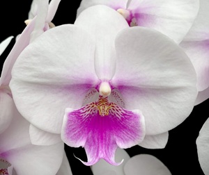 Phal. Charming '1503'