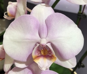 Phal. Chi Yueh 'NBM588'