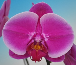 Phal. Taisuco Mulberry '91309'