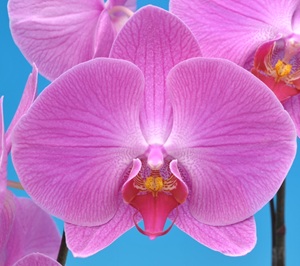 Phal. Taisuco '82302'