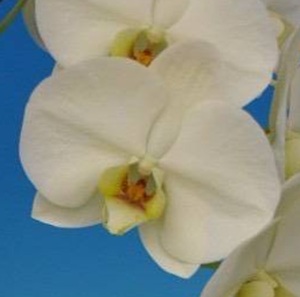 Phal. Taisuco '9111'