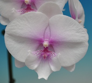 Phal. Taisuco 'BA4145'