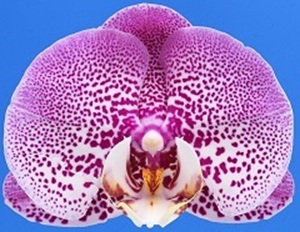Phal. I-Hsin Stacy '2465'