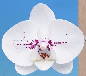 Phal. I-Hsin Sesame Milk '2574'