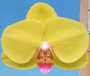 Phal. I-Hsin Moon Fairy '2615'