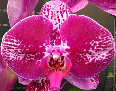 Phal. Chi Yueh 'BL14'