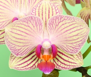 Phal. Younghome Lucky Leopard