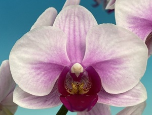 Phal. Star Charming Charming '301'