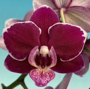 Phal. MS Tao Peach Blossom