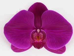 Phal. MS Macro Purple