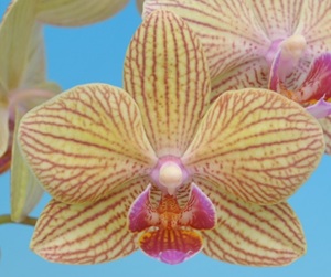 Phal. Taisuco Little Stripe