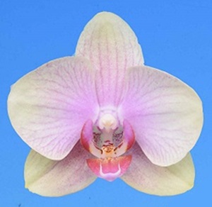 Phal. I-Hsin Twilight Star