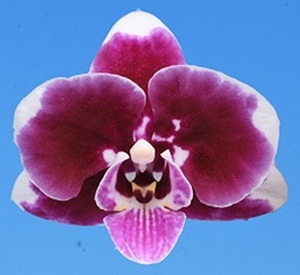 Phal. I-Hsin Cardamom Choco