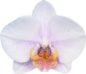 Phal. I-Hsin Berry Butter