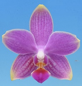 Phal. I-Hsin Golden Tangerine Ice '2588'