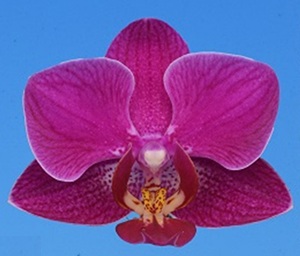 Phal. I-Hsin Pink Wedding