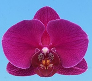 Phal. I-Hsin Grape Juice