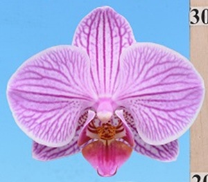 Phal. I-Hsin 'ISM2836'