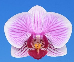 Dtps. I-Hsin Akari 'IS1687'