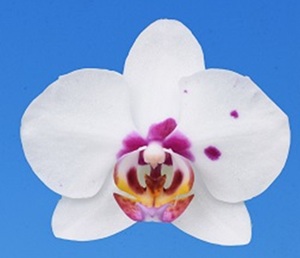 Phal. I-Hsin 'TEM0135'
