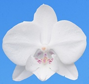 Phal. I-Hsin 'TEM2839'