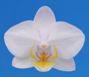 Phal. Nobby’s Amy '1981'
