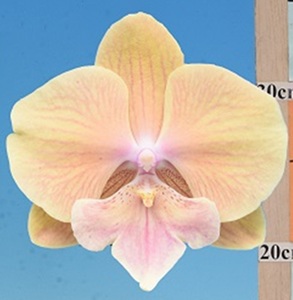 Phal. Lioulin Smart Lip '2582'