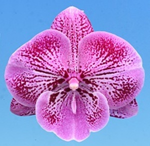 Phal. I-Hsin Red Peach '2082'